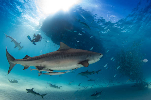 Underwater with Tiger and Hammerhead Sharks stock photo