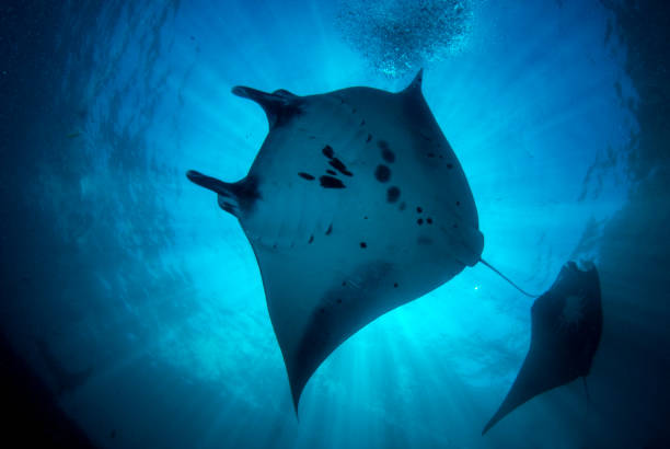 Underwater world of Bali. Manta rays at the cleaning station near the island Nusa Penida. "Manta Point" dive site. Umazing underwater world of Indonesia. manta ray stock pictures, royalty-free photos & images