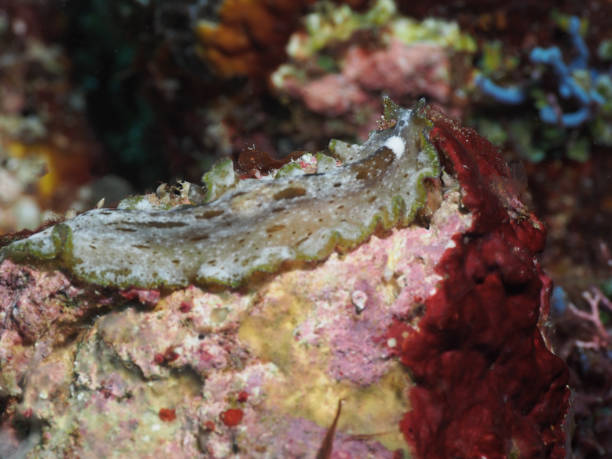 Undescribed species of sea flatworm (Cycloporus sp.) stock photo