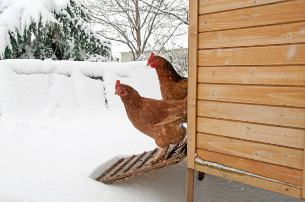 Unenthusiastic Two chickens standing on their ramp deciding to go into the snow chicken coop stock pictures, royalty-free photos & images