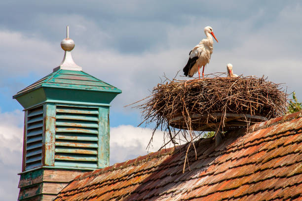 Ungersheim. White stork at the nest. Haut-Rhin. Alsace. Grand Est Zoom shooting 18/135, 200 iso, f 11, 1/160 second alsace stock pictures, royalty-free photos & images