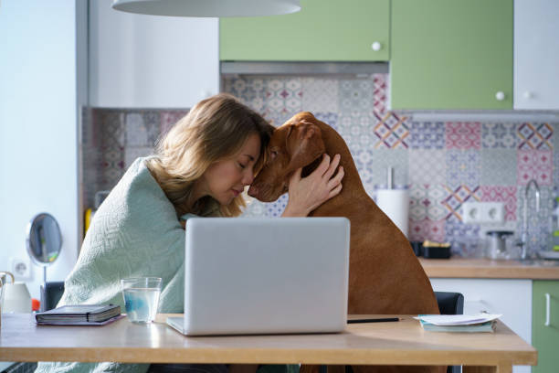 Unhappy adult woman hug dog depressed with new job position vacancies search sit in kitchen alone stock photo