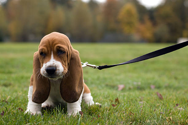 Unhappy Basset Hound sitting in the grass Unhappy Basset Hound sitting in the grass basset hound stock pictures, royalty-free photos & images