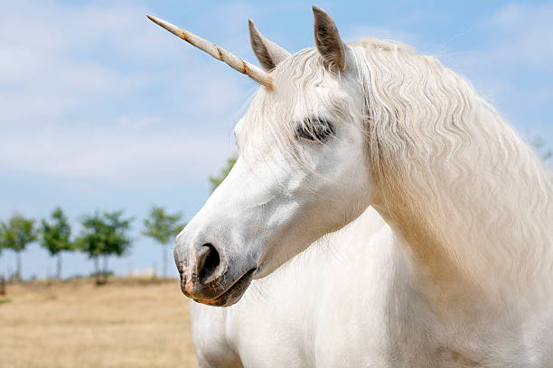 Unicorn Unicorn realistic photography horned stock pictures, royalty-free photos & images