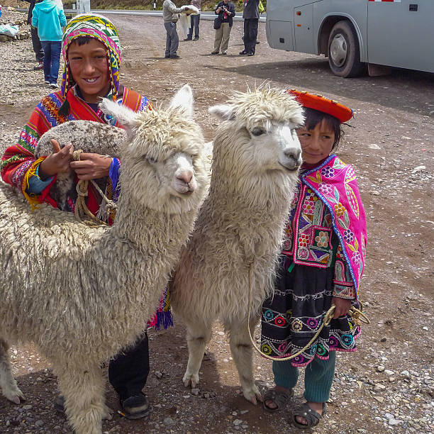 Unidentified children in traditional clothing with llamas Raya Pass, Puno, Peru - December 26, 2011:  Unidentified children in traditional clothing with llamas waiting for tourists to take photos with them peru girl stock pictures, royalty-free photos & images