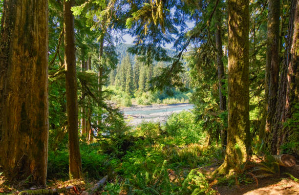 Unique Scenery of the Hoh Rainforest in the Beautiful Olympic National Park in Western Washington State USA. stock photo