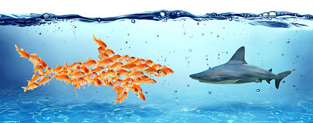 ユニティは強度-チームワークの概念-金魚やサメ - 金魚 ストックフォトと画像
