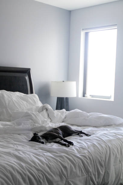 Unmade Bedroom with dog stock photo