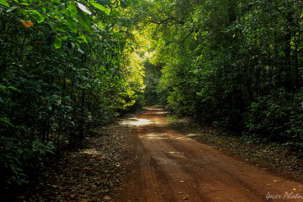 Unmade road in the tropics stock photo
