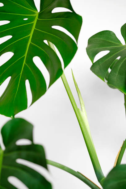 Unopened leaf Monstera deliciosa or Swiss cheese plant on a white background. stock photo