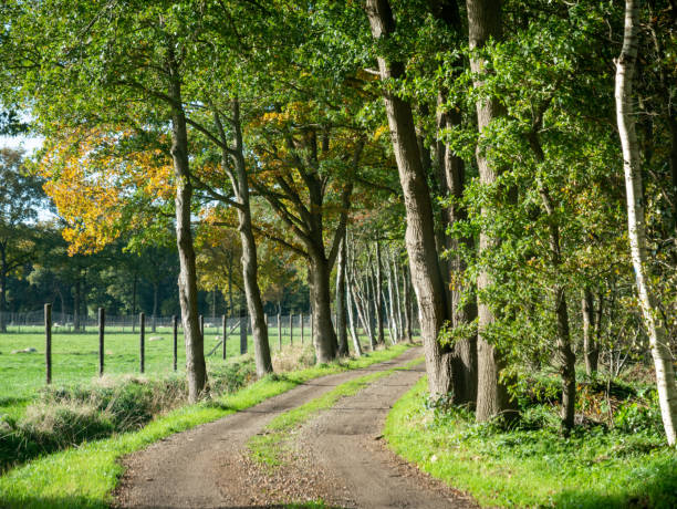 Unpaved country road with oak trees on either side in rural area, Dwingelderveld, Drenthe, Netherlands stock photo