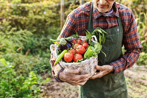 Unrecognizable farmer carrying basket with vegetables