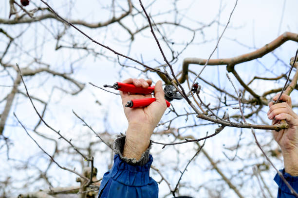 unrecognizable man pruinig apple tree in winter stock photo