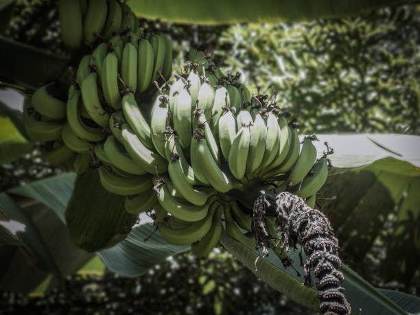 Unripe bananas growing in the garden stock photo