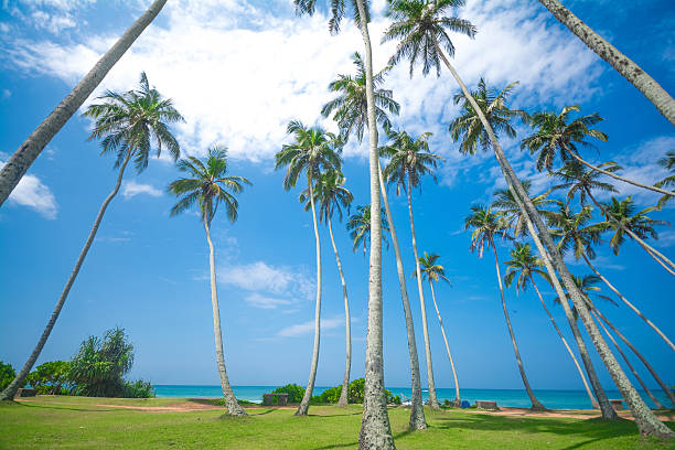 Untouched tropical beach in Sri Lanka stock photo