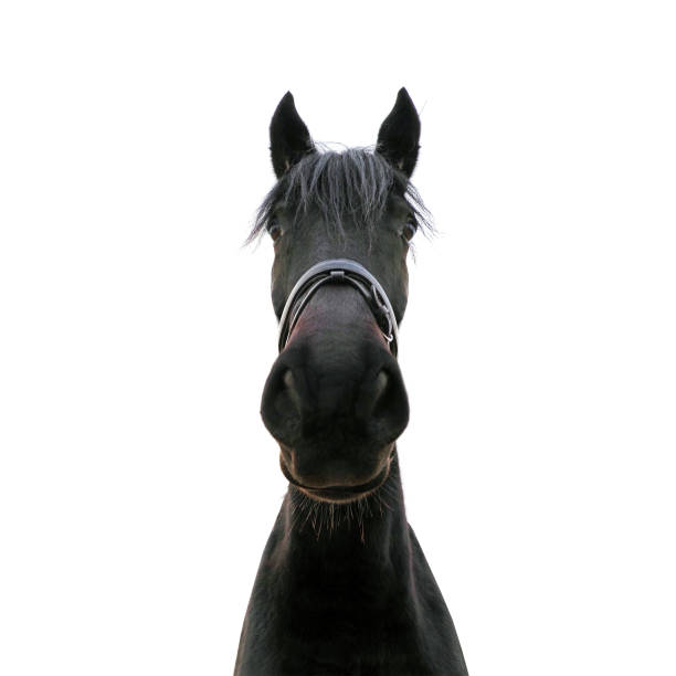 ovanligt porträtt av en svart häst isolerad på vit bakgrund - silly horse bildbanksfoton och bilder