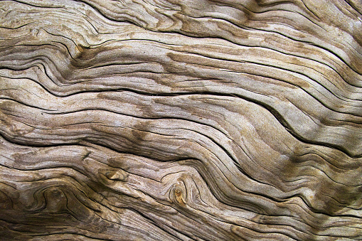 Detailshot of weathered driftwood, found on the beach
