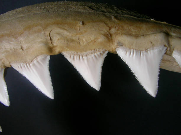 upper teeth of great white shark, Carcharodon carcharias stock photo