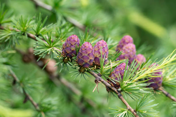 34,003 Larch Tree Stock Photos, Pictures & Royalty-Free Images - iStock