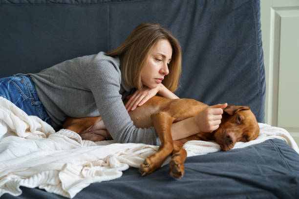 Upset woman care of weakening old dog at home. Poor animal need medical treatment in vet clinic stock photo