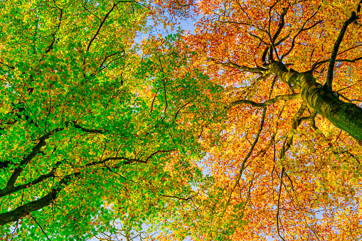 Upwards view in a beech tree forest with trees with golden and green leaves in a forest during an autumn afternoon in the Veluwe nature reserve in Gelderland, The Netherlands.