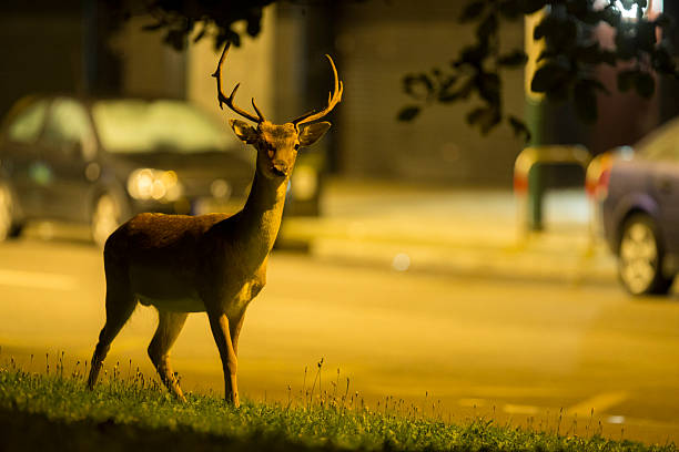 Urban fallow deer - Dama dama stock photo