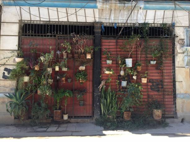 Urban garden in the streets of Havana stock photo