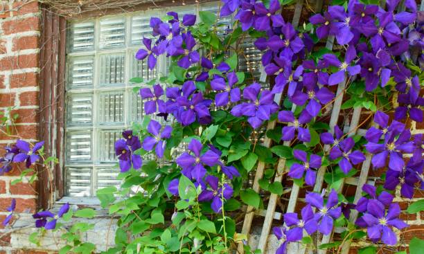 Urban Gardening abundance of purple climbing Flowers on Trellis Purple climbing clematis plant in bloom on trellis growing against brick wall with window sustainable gardening and beauty in nature city life photography background clematis stock pictures, royalty-free photos & images