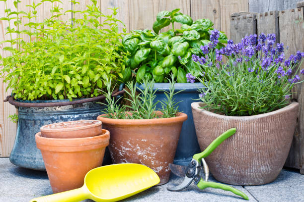 urban gardening, verse kruiden in potten van klei - basil plant stockfoto's en -beelden