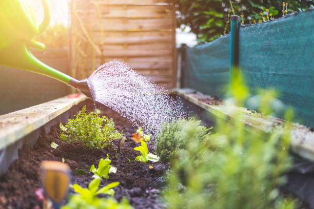 stedelijk tuinieren: het water geven van verse groenten en kruiden op vruchtbare grond in de eigen tuin, opgeheven bed. - bloem plant stockfoto's en -beelden