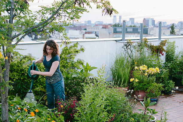 urban gardening: woman pours plants on roof garden urban gardening: woman pours plants on roof garden, skyline in background urban garden stock pictures, royalty-free photos & images