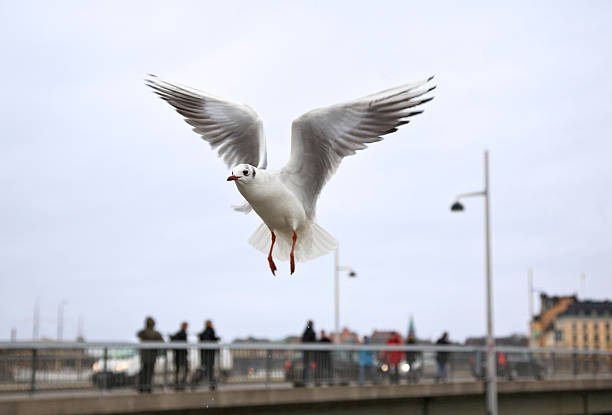 Urban gull stock photo