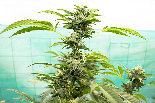 Urban Medical Marijuana stock photo