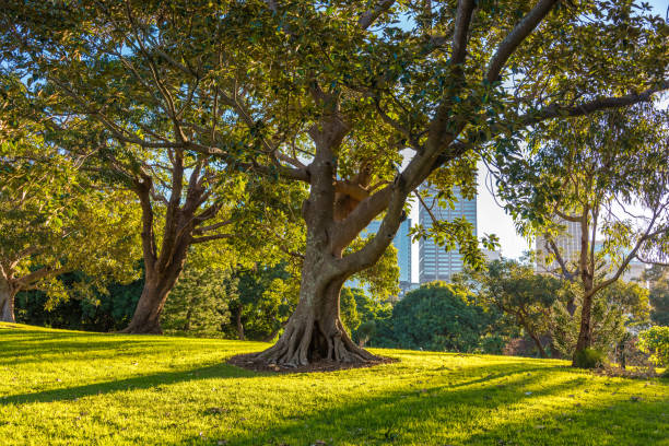 Urban park with large trees and skyscrapers on the background stock photo