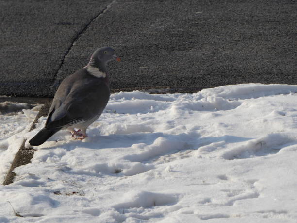 urban pigeon in snow stock photo