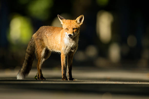 Urban Red fox - Vulpes vulpes stock photo