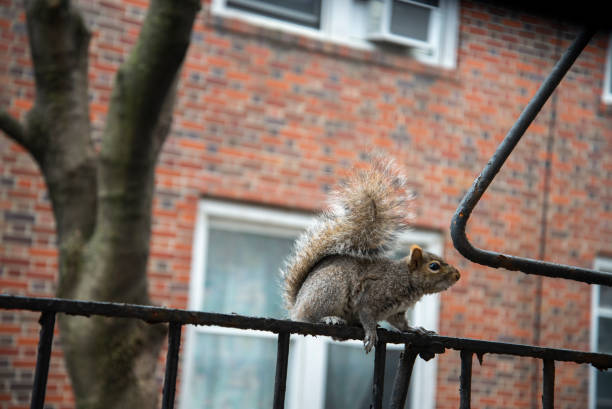 Urban squirrel stock photo
