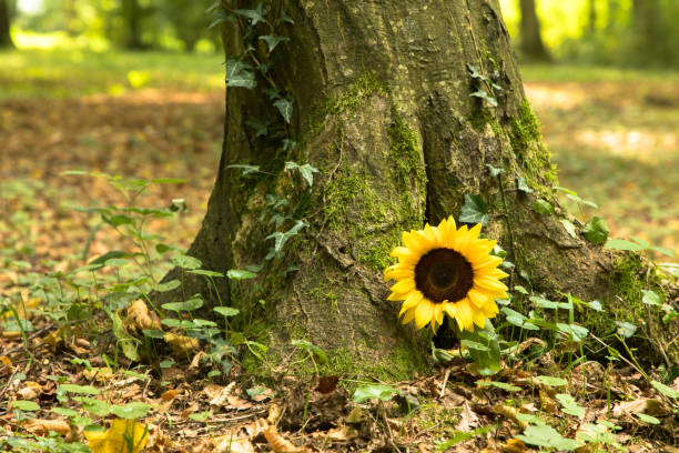 Urn grave with sunflower, forest cemetery Sunflower on tree trunk in a forest cemetery, Germany funerary urn stock pictures, royalty-free photos & images