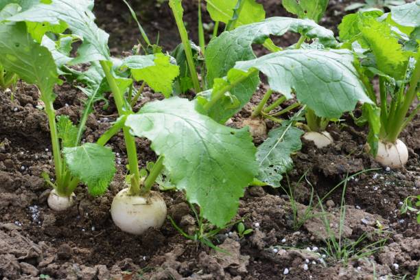 urnip cultivation Kitchen garden / Turnip cultivation turnip stock pictures, royalty-free photos & images