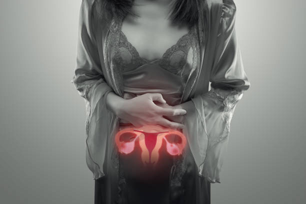 Uterus stock photo
