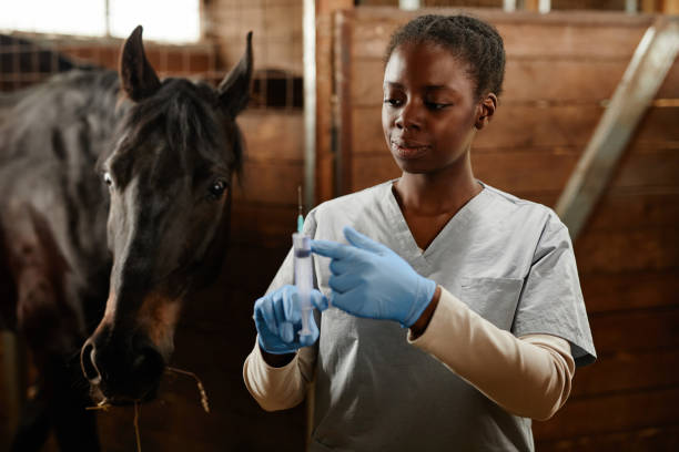 impfung in pferdeställen - seventyfour stock-fotos und bilder