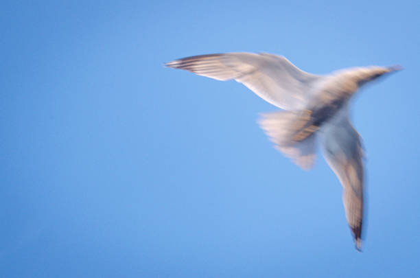 Vague flying dove with big blue sky stock photo