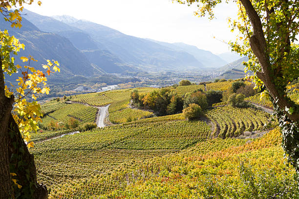 Valais Vineyards Nice view over vineyards in Valais in Switzerland valais canton stock pictures, royalty-free photos & images