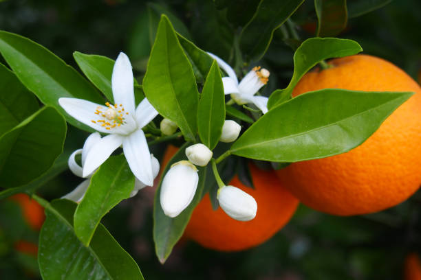 valencianska apelsin- och apelsinblommor. spanien.spring - jordbruksaktivitet bildbanksfoton och bilder