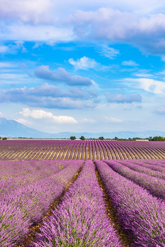 Valensole -Lavender fields