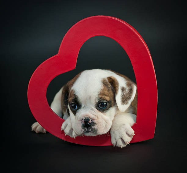 Valentine's Day Puppy stock photo