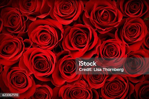 istock Valentine's Day Red Rose Background 623357170