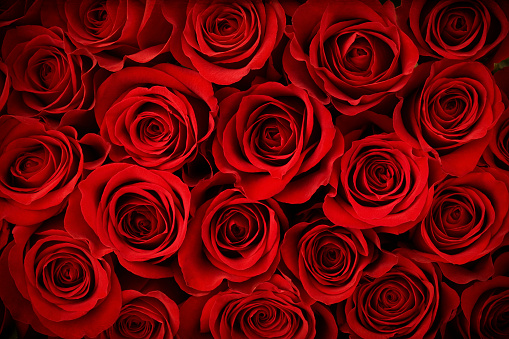 Valentines day romantic background -  red roses, gift  and  hearts