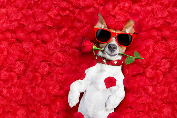 valentines dog in love Jack russell dog lying in bed full of red  flower petals as background  , in love on valentines day, rose in mouth dating photos stock pictures, royalty-free photos & images