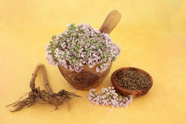 Valerian Herb Root and Flowers for Herbal Medicine stock photo
